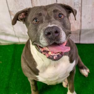 Blue, Mixed Breed (Large), senior, available for adoption