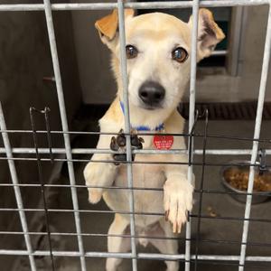 Danny A2279783, Chihuahua, senior, available for adoption