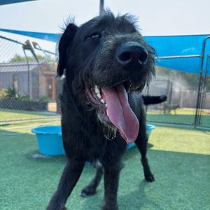 Hemi A2271820, Mastiff, Cane Corso, adult, available for adoption