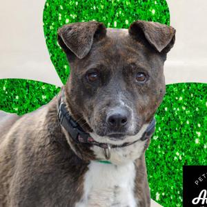 Candella, Retriever, Labrador, senior, available for adoption