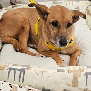 Bridget, Mixed Breed (Medium), senior, available for adoption