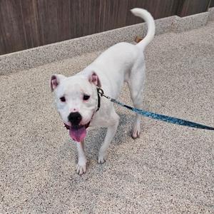 a white dog