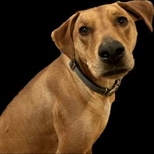 Captain, Hound, adult, available for adoption