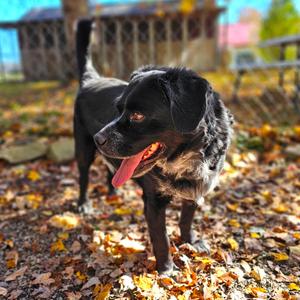 Dillon, Spaniel, senior, available for adoption
