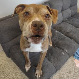 A brown pit bull mix dog with white markings on its chest and face sits on a grey couch.