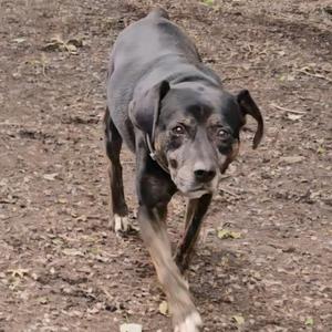 A dog is walking towards the camera.