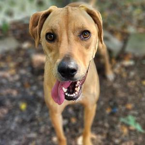 Callie, Hound, adult, available for adoption