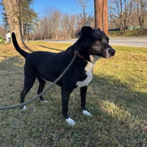 Ayden, Retriever, Labrador, senior, available for adoption