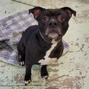 Diesel, Terrier, American Pit Bull, adult, available for adoption