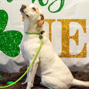 Donnie  Sponsor Me, Retriever, Labrador, senior, available for adoption
