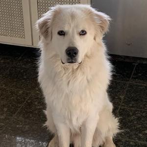 Atlas, Pyrenees, Great, adult, available for adoption
