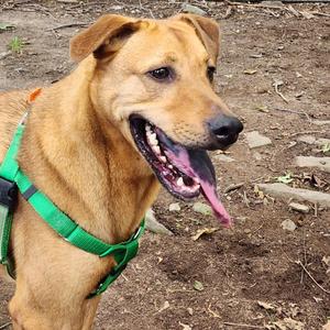 Dani, Black Mouth Cur, adult, available for adoption