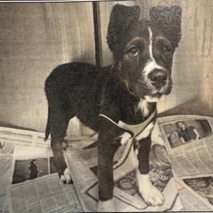 a black and white puppy standing on a newspaper