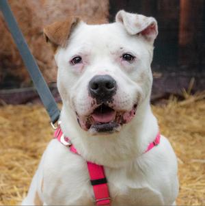 Hercules, Mixed Breed (Large), senior, available for adoption
