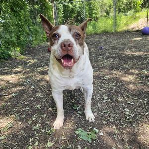 Gump, Terrier, Pit Bull, senior, available for adoption