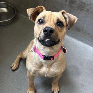 Martina A2285824, Chihuahua, adult, available for adoption