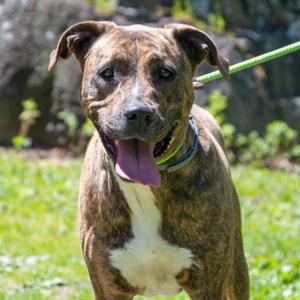 Chloe, Hound, senior, available for adoption