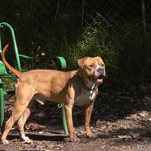 Fuego, Boxer, adult, available for adoption