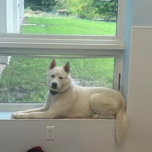 A white dog lying on a windowsill, looking out the window at a green lawn.
