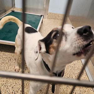 Boomer, Terrier, senior, available for adoption