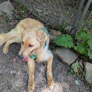 Luke, Retriever, Golden, adult, available for adoption