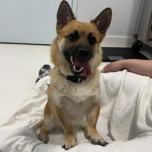 Bear, Corgi, Pembroke Welsh, adult, available for adoption