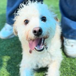 Canelo A2277400, Terrier, Welsh, adult, available for adoption