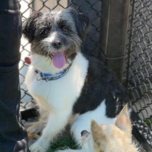 Cookie A2281140, Shih Tzu, adult, available for adoption