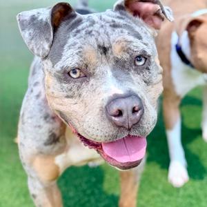 Flower A2270685, Terrier, Pit Bull, adult, available for adoption