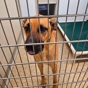 Abby, Mixed Breed (Large), adult, available for adoption