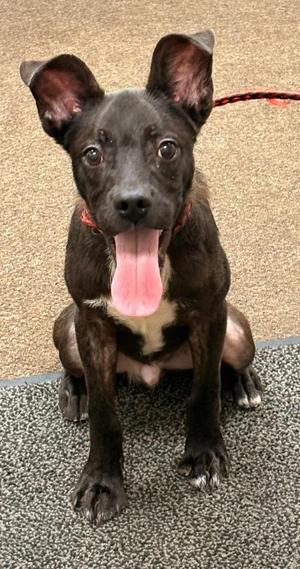 Chopper, Mixed Breed, puppy, available for adoption