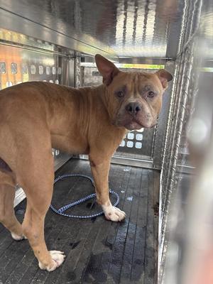 Fresh, American Bully, young, available for adoption