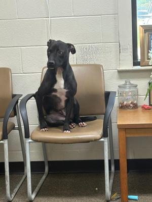 Dex, Mixed Breed, young, available for adoption