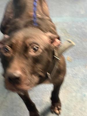 Espresso, Mixed Breed, young, available for adoption