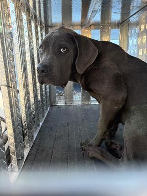 Eli, Cane Corso, puppy, available for adoption
