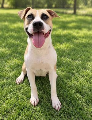 Dordie, Mixed Breed, adult, available for adoption