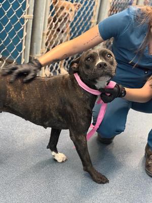 BELL, Mixed Breed, young, available for adoption