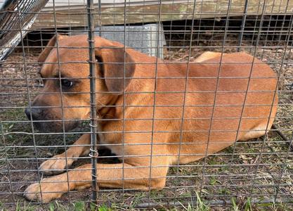 CHIP, Mixed Breed, young, available for adoption