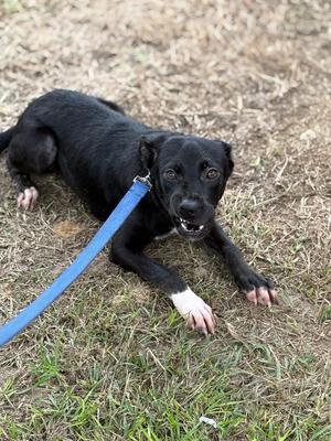 Booda Butt, Mixed Breed, young, available for adoption