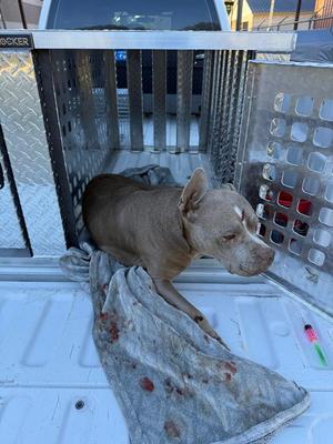 Callie young, Mixed Breed, adult, available for adoption