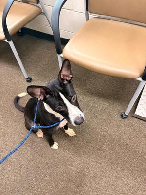 Ava, Mixed Breed, puppy, available for adoption