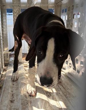 DIESEL, Labrador Retriever, puppy, available for adoption