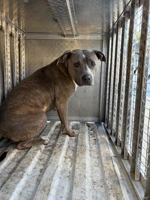 Bonnie, Mixed Breed, young, available for adoption