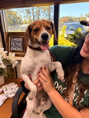 Drake, Beagle / Mixed Breed, young, available for adoption