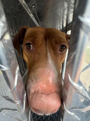 Fanta, Mixed Breed, young, available for adoption