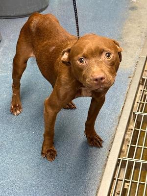 Caramel, Mixed Breed, young, available for adoption