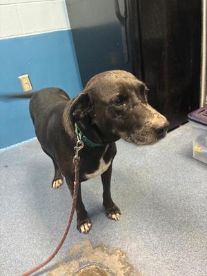 Daisy, Mixed Breed, adult, available for adoption