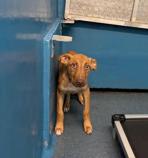 Blue, Mixed Breed, puppy, available for adoption