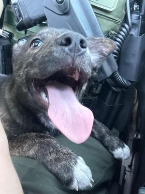 Bubs, Mixed Breed, young, available for adoption
