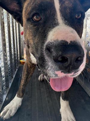Bo, Mixed Breed, adult, available for adoption